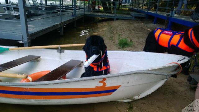 Фото: ньюфаундленд Toptyzhka Galatea Morskaya Nereida (Топтыжка Галатея Морская Нереида)