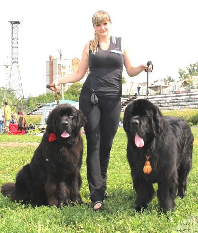 Фото: ньюфаундленд Beguschaya po Volnam Shaolin (Бегущая по Волнам Шаолинь), ньюфаундленд Rayout Happiness Midnight Bear