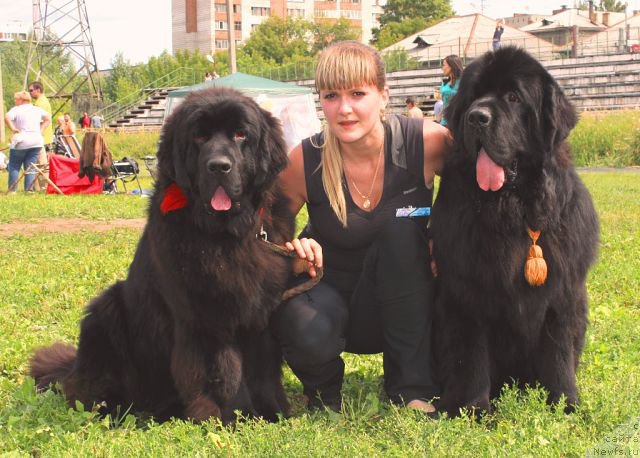 Фото: ньюфаундленд Beguschaya po Volnam Shaolin (Бегущая по Волнам Шаолинь), ньюфаундленд Rayout Happiness Midnight Bear