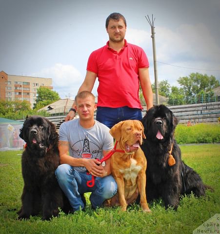 Фото: ньюфаундленд Beguschaya po Volnam Shaolin (Бегущая по Волнам Шаолинь), ньюфаундленд Rayout Happiness Midnight Bear, Ivan Tihanovich (Иван Тиханович)