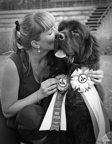 Фото: ньюфаундленд Rayout Happiness Midnight Bear, Ivan Tihanovich (Иван Тиханович)