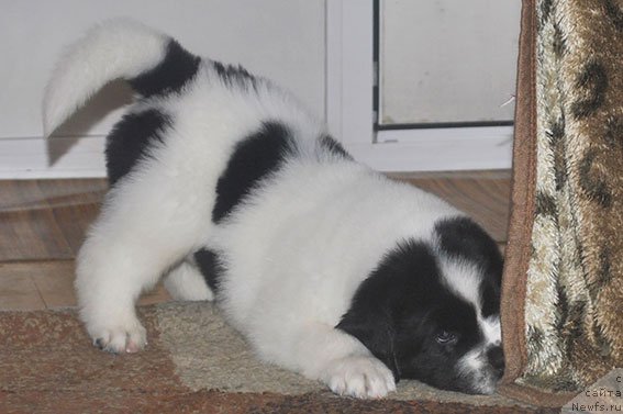 Фото: ньюфаундленд Mag Ispolin Ol'ha (Маг Исполин Ольха)