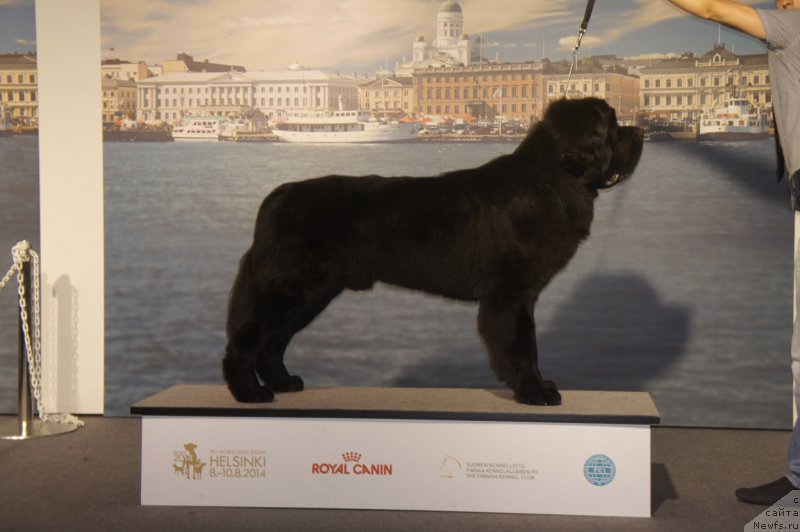 Фото: ньюфаундленд Smigar Liverpulsiy Chetvertak (Смигар Ливерпульский Четвертак)