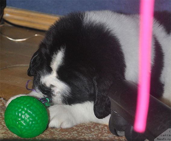 Фото: Щенок, ньюфаундленд Mag Ispolin Moda Maksi (Маг Исполин Мода Макси)