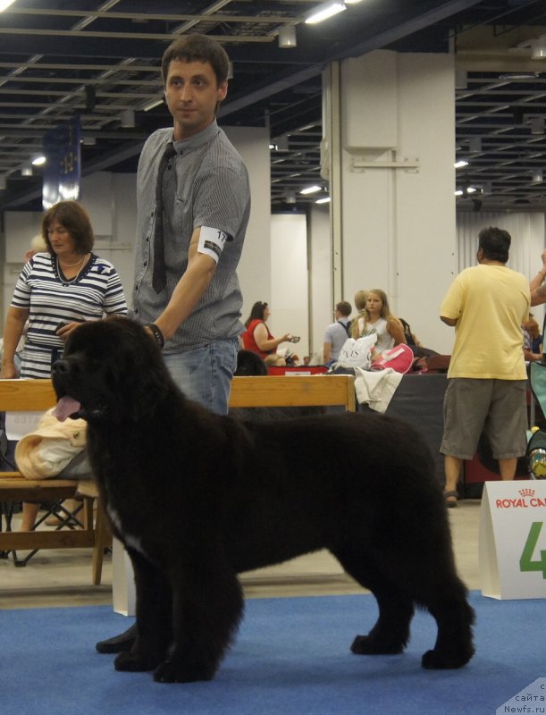 Фото: ньюфаундленд Smigar Love Story (Смигар Лав Стори)