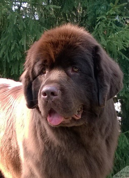 Фото: ньюфаундленд Aquatoriya Kelvin Heather Honey (Акватория Келвин Хизер Хани)