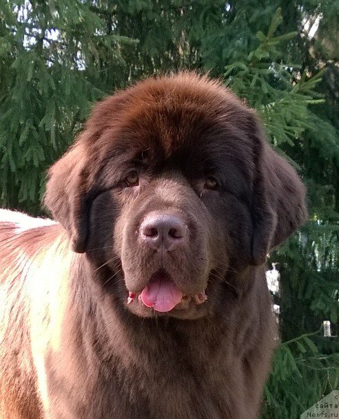 Фото: ньюфаундленд Aquatoriya Kelvin Heather Honey (Акватория Келвин Хизер Хани)