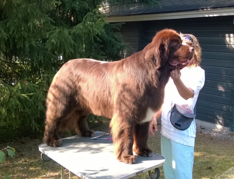 Фото: ньюфаундленд Aquatoriya Kelvin Heather Honey (Акватория Келвин Хизер Хани)