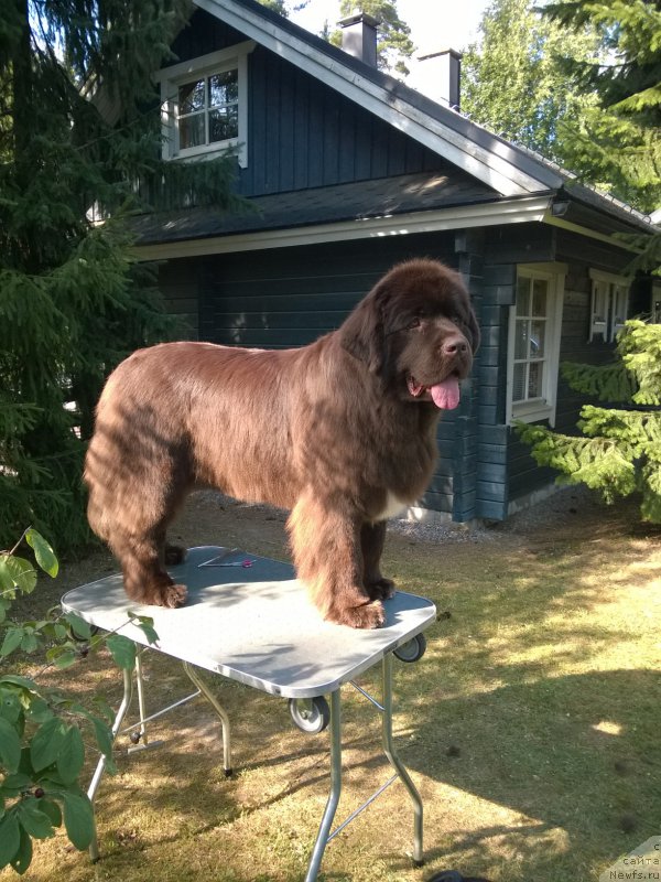 Фото: ньюфаундленд Aquatoriya Kelvin Heather Honey (Акватория Келвин Хизер Хани)