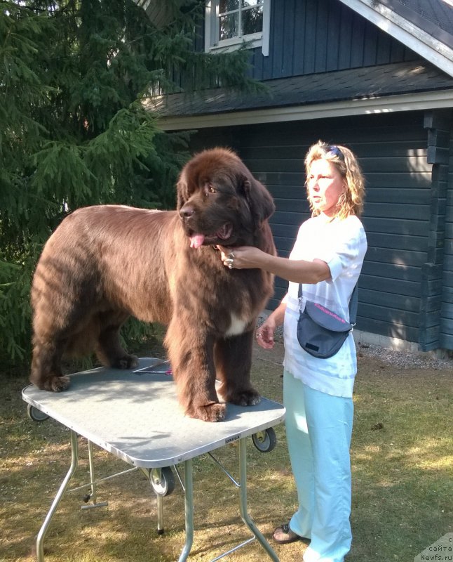 Фото: ньюфаундленд Aquatoriya Kelvin Heather Honey (Акватория Келвин Хизер Хани)