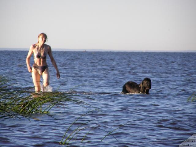 Фото: ньюфаундленд Smigar Shelkovaya Noch (Смигар Шелковая Ночь), Svetlana Staryih (Светлана Старых)