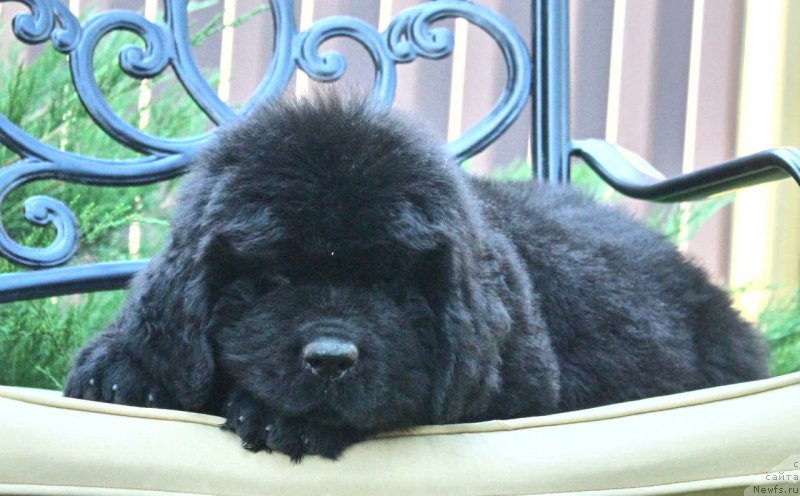 Фото: ньюфаундленд Aquatoriya Kelvin Franshize (Акватория Келвин Франшиза)