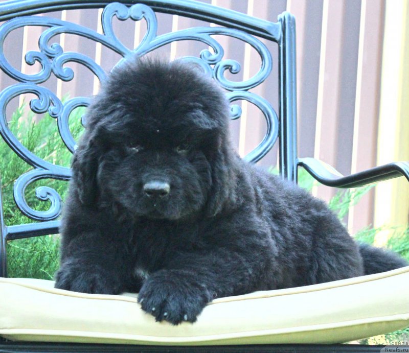 Фото: ньюфаундленд Aquatoriya Kelvin Franshize (Акватория Келвин Франшиза)