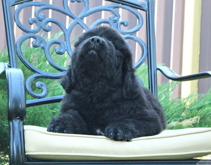 Фото: ньюфаундленд Aquatoriya Kelvin Franshize (Акватория Келвин Франшиза)