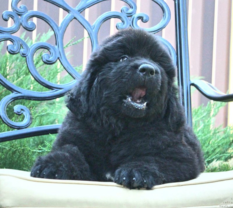 Фото: ньюфаундленд Aquatoriya Kelvin Franshize (Акватория Келвин Франшиза)