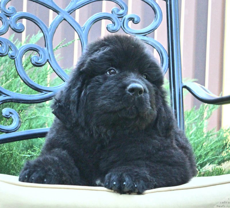 Фото: ньюфаундленд Aquatoriya Kelvin Franshize (Акватория Келвин Франшиза)