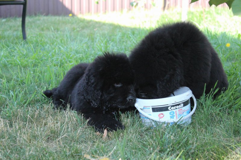 Фото: ньюфаундленд Aquatoriya Kelvin Franshize (Акватория Келвин Франшиза)