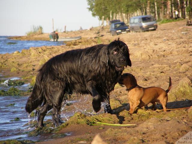 Фото: ньюфаундленд Smigar Shelkovaya Noch (Смигар Шелковая Ночь), Персик