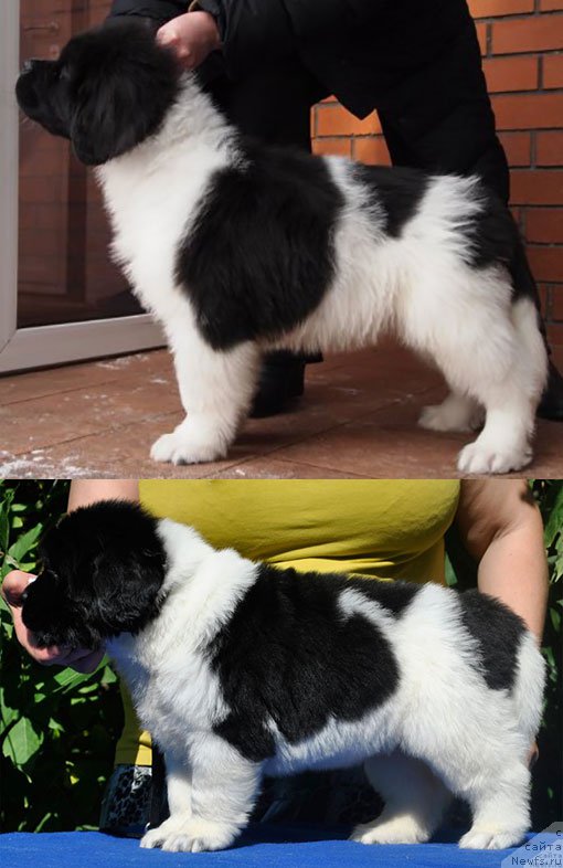 Фото: ньюфаундленд Threeponds Right Way, в возрасте 12 недель и его внучка, ньюфаундленд Mag Ispolin Onega (Маг Исполин Онега), в возрасте 5 недель. Инбридинг на Райта 2:2