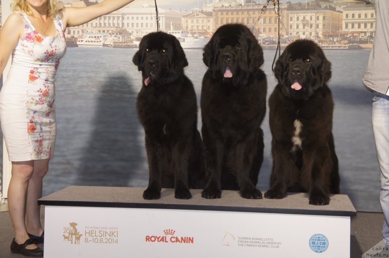 Фото: ньюфаундленд Smigar Legenda Vesny (Смигар Легенда Весны), ньюфаундленд Smigar Liverpulsiy Chetvertak (Смигар Ливерпульский Четвертак), ньюфаундленд Smigar Love Story (Смигар Лав Стори)