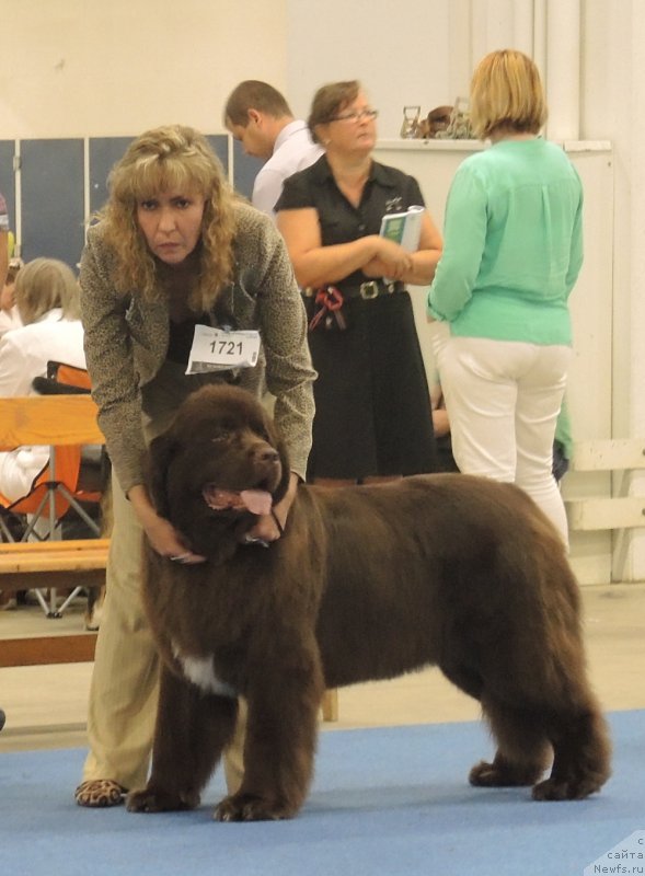 Фото: ньюфаундленд Aquatoriya Kelvin Heather Honey (Акватория Келвин Хизер Хани), YUliana Nikiforova (Юлиана Никифорова)