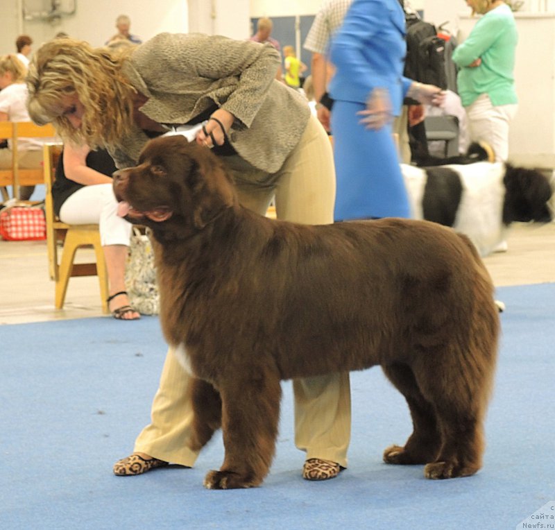 Фото: ньюфаундленд Aquatoriya Kelvin Heather Honey (Акватория Келвин Хизер Хани), YUliana Nikiforova (Юлиана Никифорова)