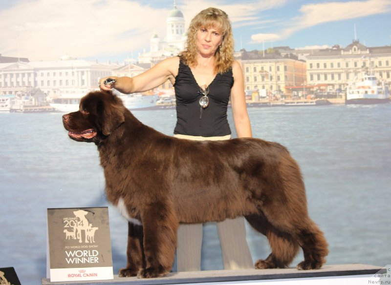 Фото: ньюфаундленд Aquatoriya Kelvin Heather Honey (Акватория Келвин Хизер Хани), YUliana Nikiforova (Юлиана Никифорова)