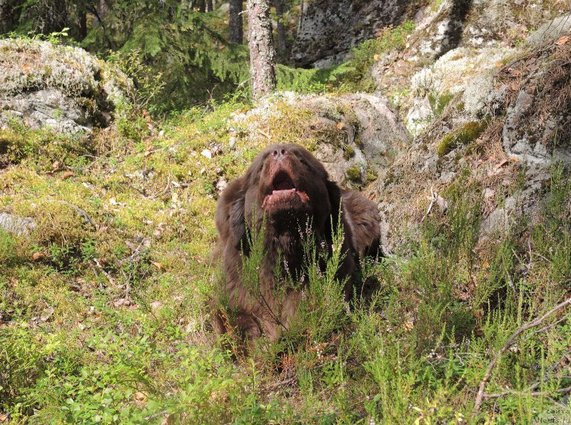 Фото: ньюфаундленд Aquatoriya Kelvin Heather Honey (Акватория Келвин Хизер Хани)