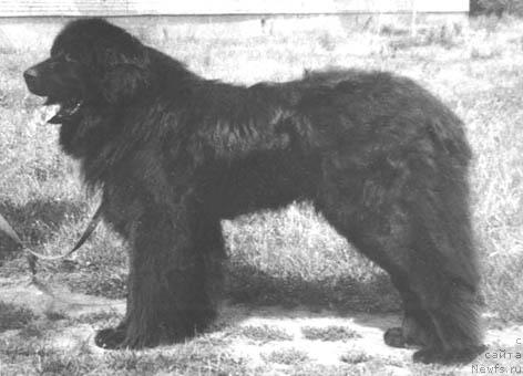 Фото: ньюфаундленд Oskar Ols (Оскар Олс)