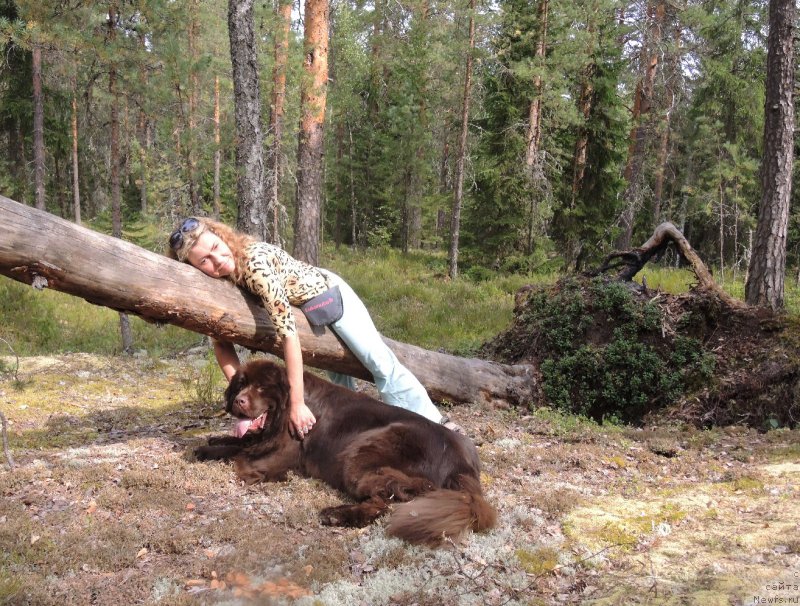 Фото: ньюфаундленд Aquatoriya Kelvin Heather Honey (Акватория Келвин Хизер Хани), YUliana Nikiforova (Юлиана Никифорова)