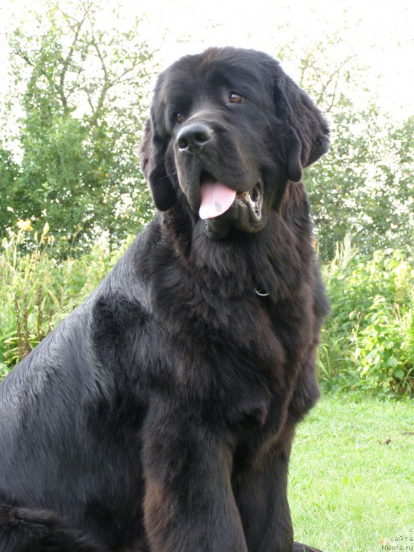 Фото: ньюфаундленд Chernaya Mafia Maybe She Will (Черная Мафия Маубе Ше Вилл)