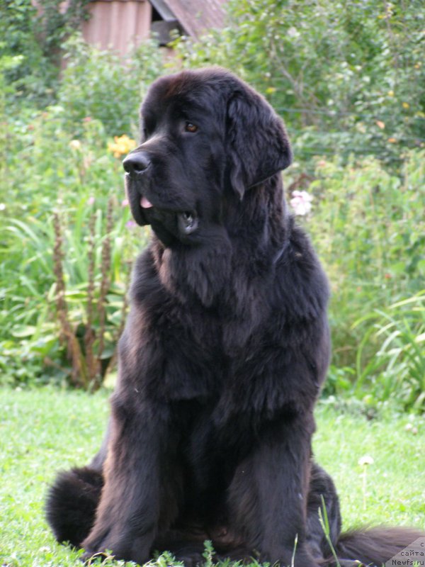 Фото: ньюфаундленд Chernaya Mafia Maybe She Will (Черная Мафия Маубе Ше Вилл)