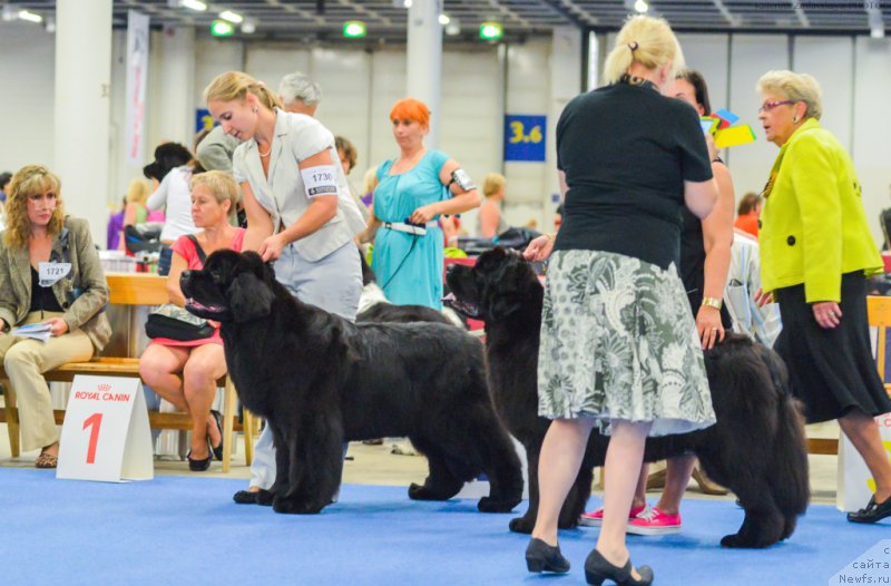 Фото: ньюфаундленд Inside My Heart Midnight Bear, Anastasiya Zalivako (Анастасия Заливако)