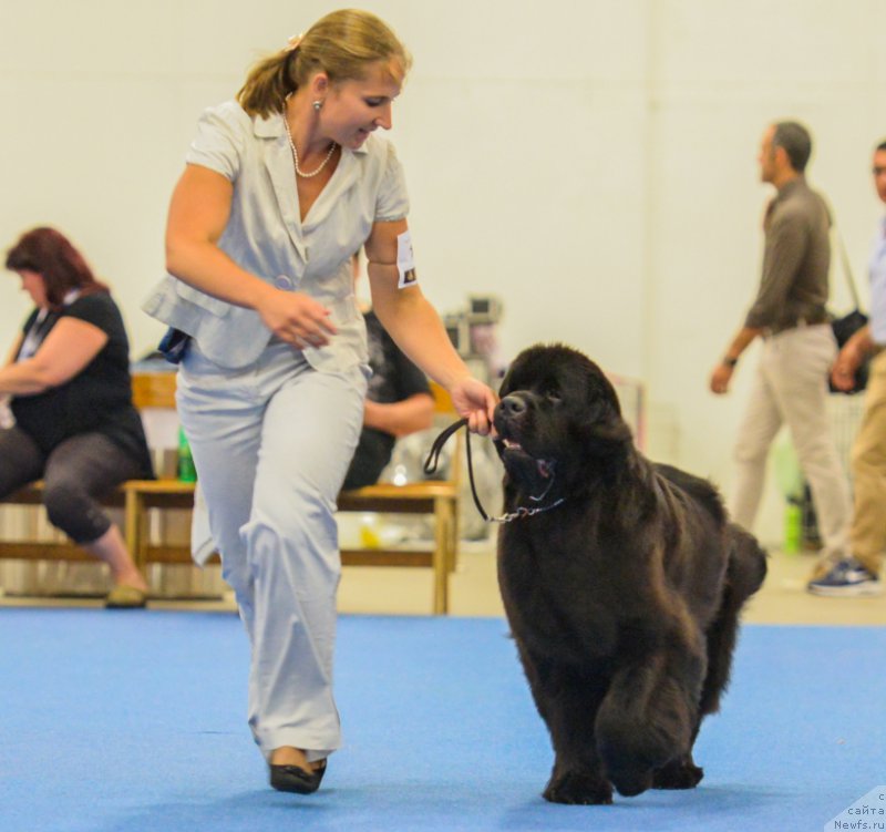 Фото: ньюфаундленд Inside My Heart Midnight Bear, Anastasiya Zalivako (Анастасия Заливако)