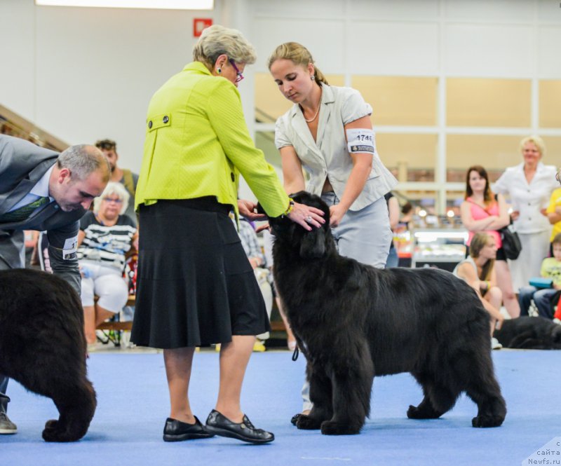 Фото: ньюфаундленд Endowed By Spirit Midnight Bear, Anastasiya Zalivako (Анастасия Заливако)