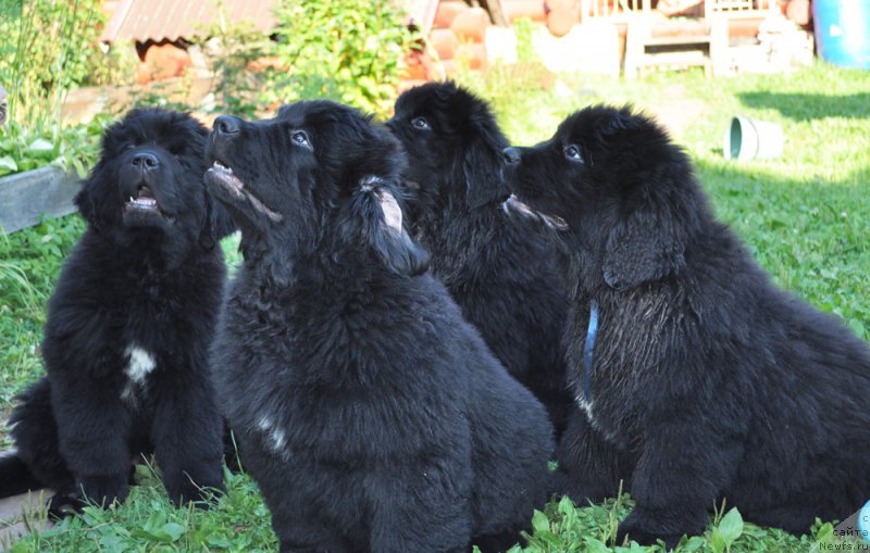 Фото: Tat'yana Abutova (Татьяна Абутова)