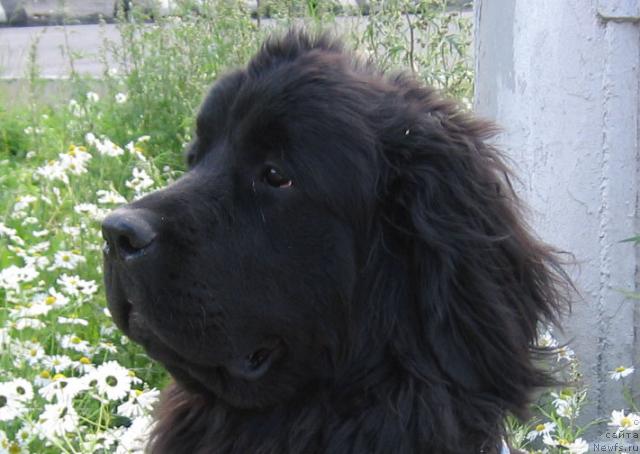 Фото: ньюфаундленд Zhasmine Severny Caprice iz Medvejyego Yara (Жасмин Северный Каприз из Медвежьего Яра)