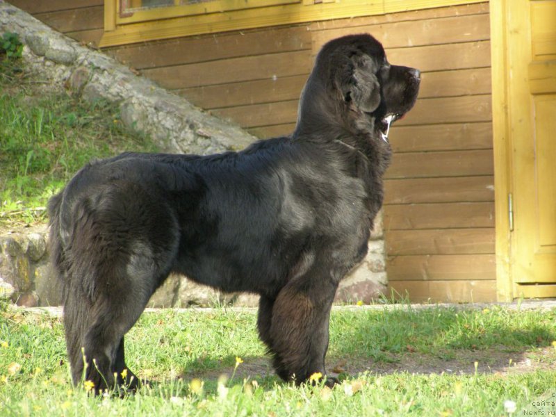 Фото: ньюфаундленд Chernaya Mafia Maybe She Will (Черная Мафия Маубе Ше Вилл)