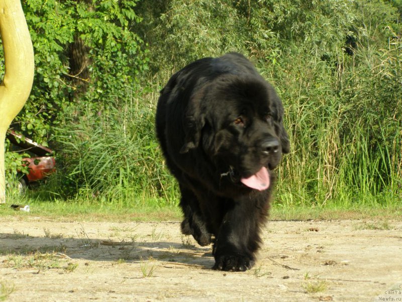 Фото: ньюфаундленд Chernaya Mafia Maybe She Will (Черная Мафия Маубе Ше Вилл)