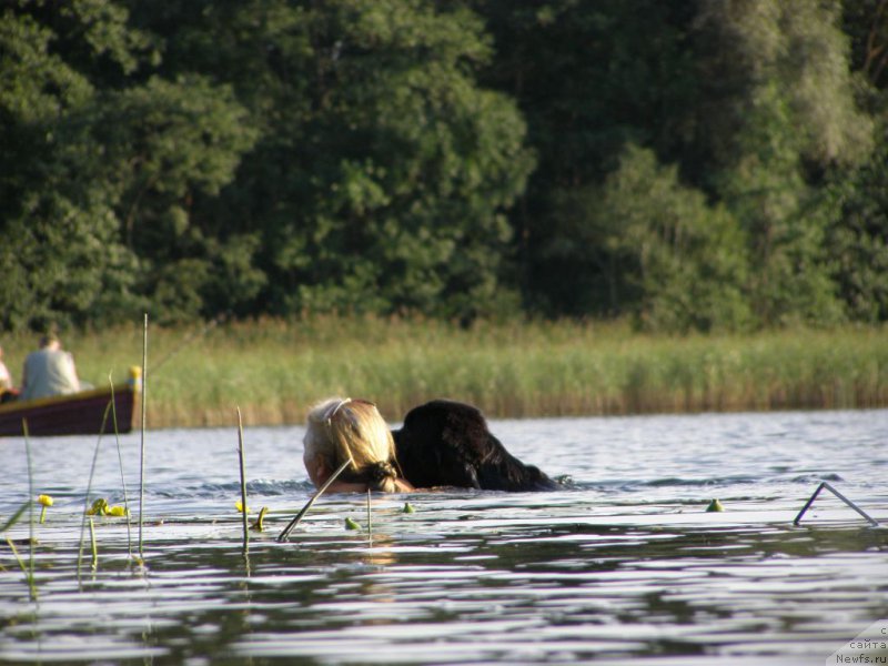 Фото: ньюфаундленд Chernaya Mafia Maybe She Will (Черная Мафия Маубе Ше Вилл)