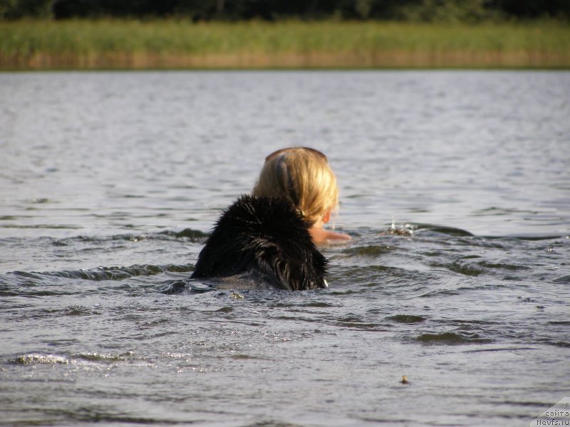 Фото: ньюфаундленд Chernaya Mafia Maybe She Will (Черная Мафия Маубе Ше Вилл)