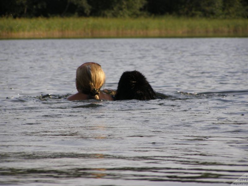 Фото: ньюфаундленд Chernaya Mafia Maybe She Will (Черная Мафия Маубе Ше Вилл)