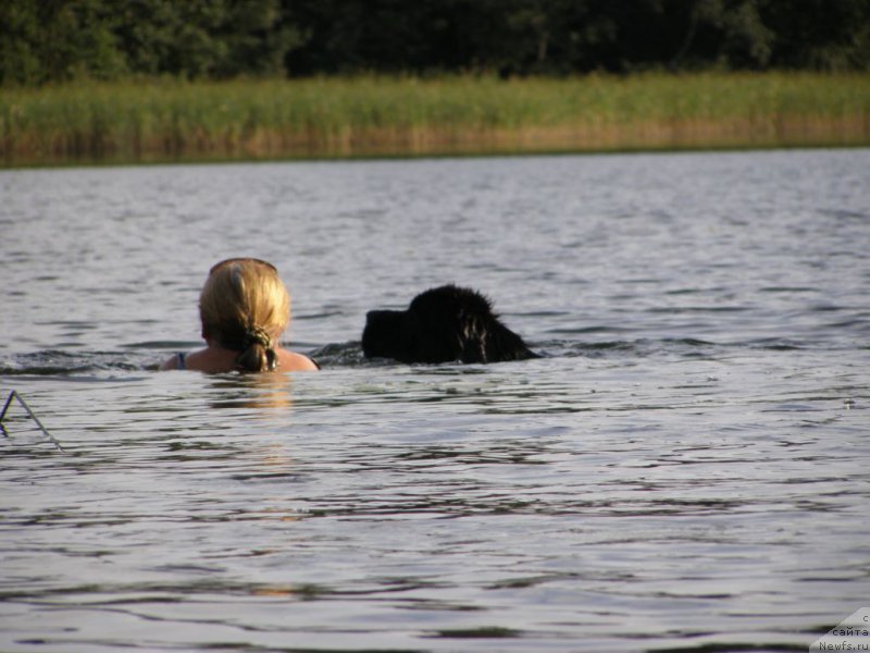 Фото: ньюфаундленд Chernaya Mafia Maybe She Will (Черная Мафия Маубе Ше Вилл)