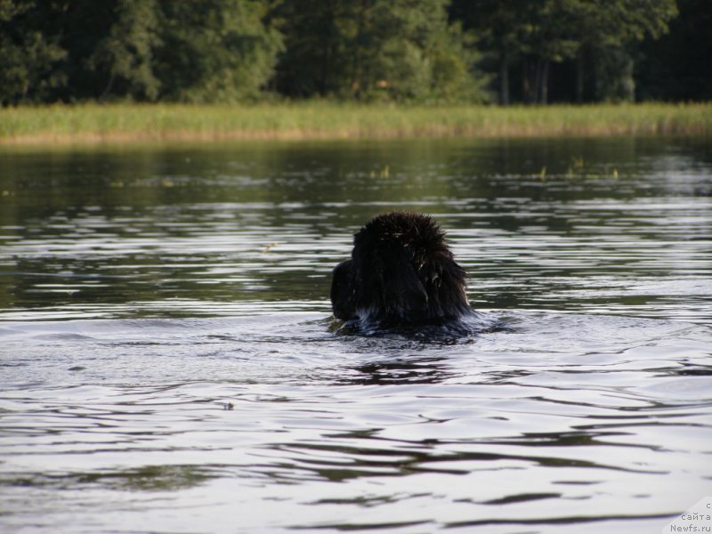 Фото: ньюфаундленд Chernaya Mafia Maybe She Will (Черная Мафия Маубе Ше Вилл)