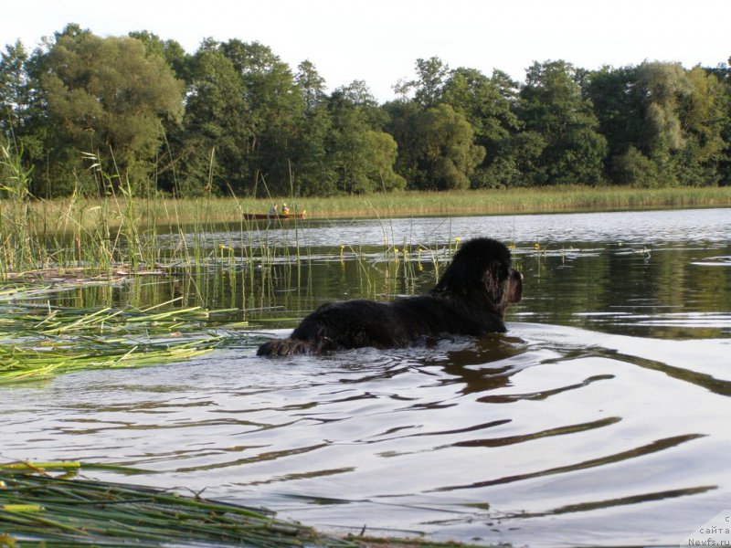 Фото: ньюфаундленд Chernaya Mafia Maybe She Will (Черная Мафия Маубе Ше Вилл)