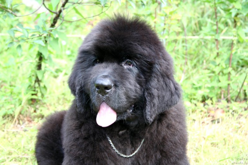 Фотография № 160863