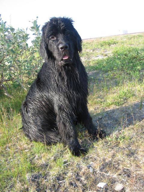 Фото: ньюфаундленд Zhasmine Severny Caprice iz Medvejyego Yara (Жасмин Северный Каприз из Медвежьего Яра)