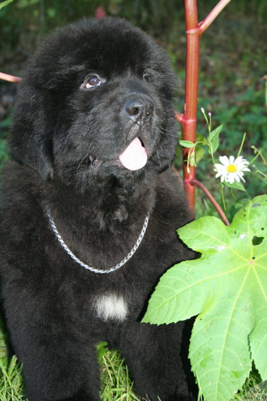 Фотография № 160879