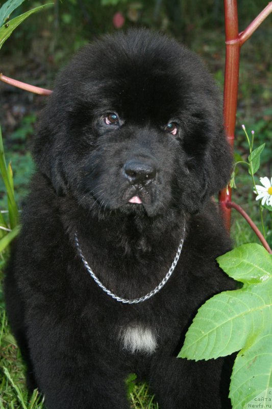 Фотография № 160880