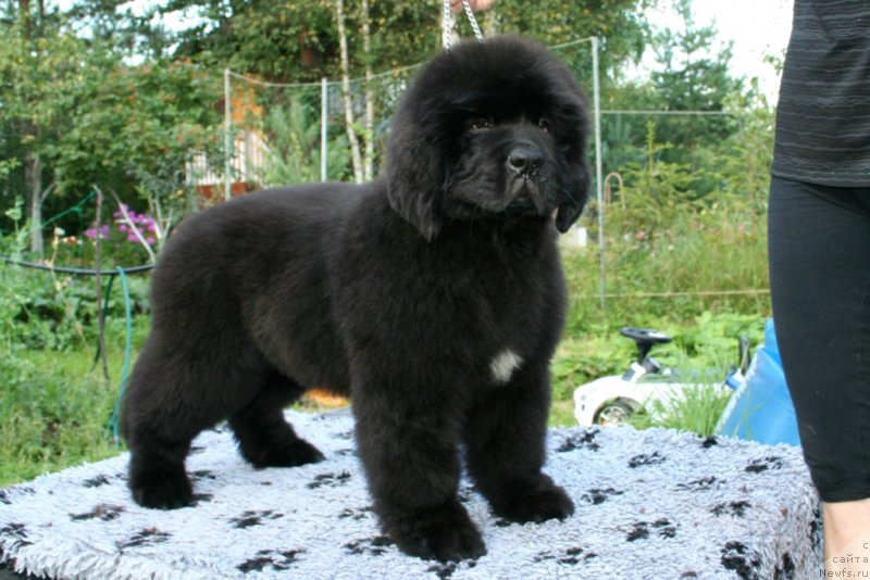 Фотография № 160885